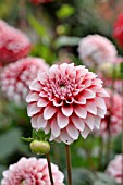 DAHLIA FUBUKI RED