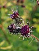 ARCTIUM MINUS, LESSER BURDOCK