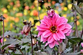 DAHLIA FASCINATION