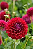 DAHLIA GAINESVILLE
