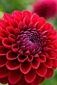 DAHLIA GAINESVILLE