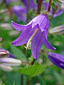 CAMPANULA GROSSEKII, BELLFLOWER