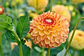 DAHLIA SUNNY BOY