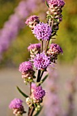 LIATRIS ASPERA, ROUGH BLAZING STAR