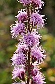 LIATRIS ASPERA, ROUGH BLAZING STAR