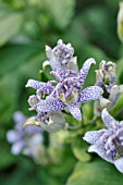 TRICYRTIS HIRTA