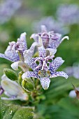 TRICYRTIS HIRTA