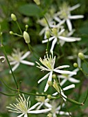 CLEMATIS FLAMMULA, VIRGINS BOWER