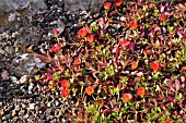 PORTULACA UMBRATICOLA