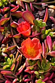 PORTULACA UMBRATICOLA