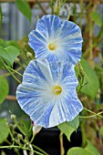 IPOMOEA TRICOLOR FLYING SAUCERS,