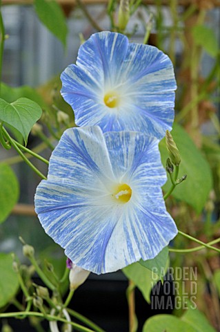 IPOMOEA_TRICOLOR_FLYING_SAUCERS