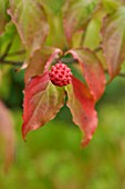 CORNUS KOUSA VAR. CHINENSIS