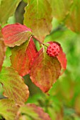 CORNUS KOUSA VAR. CHINENSIS