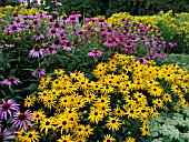 RUDBECKIA FULGIDA