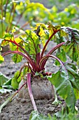 BETA VULGARIS VAR. CONDITIVA, RED BEET