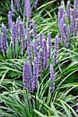 LIRIOPE MUSCARI