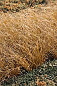 CAREX COMANS KUPFERFLAMME