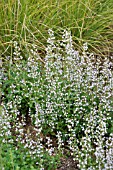 CALAMINTHA NEPETA