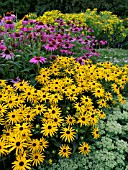 RUDBECKIA FULGIDA & ECHINACEA