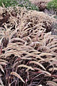 PENNISETUM SETACEUM RUBRUM