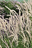 PENNISETUM ORIENTALE