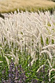 PENNISETUM ORIENTALE