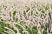 PENNISETUM ORIENTALE