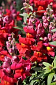 ANTIRRHINUM MAJUS CORONETTE CRIMSON