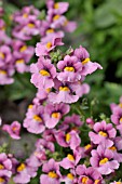 NEMESIA STRUMOSA MAGMA FLAME PINK