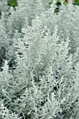 ARTEMISIA LUDOVICIANA SILVER QUEEN,