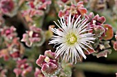 MESEMBRYANTHEMUM CRYSTALLINUM,