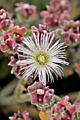 MESEMBRYANTHEMUM CRYSTALLINUM,