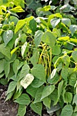 PHASEOLUS VULGARIS VAR. NANUS VALETTA, GREEN BEAN