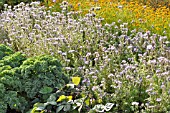 PHACELIA TANACETIFOLIA, AS GREEN MANURE IN A VEGETABLE GARDEN