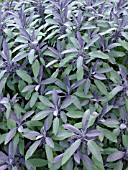 SALVIA OFFICINALIS PURPURASCENS, COMMON SAGE