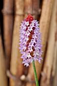 PRIMULA VIALII