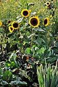 HELIANTHUS ANNUUS, SUNFLOWER, IN A VEGETABLE GARDEN