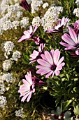 OSTEOSPERMUM ECKLONIS JAMBOANA LIGHT PURPLE, LOBULARIA MARITIMA SNOW PRINCESS