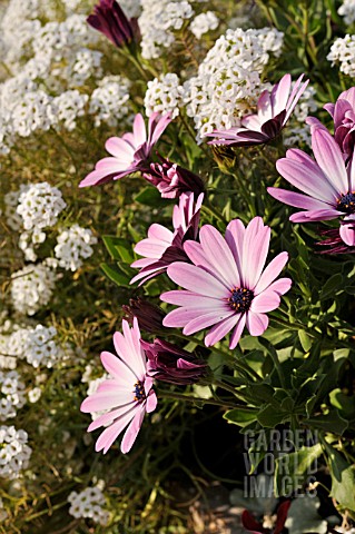 OSTEOSPERMUM_ECKLONIS_JAMBOANA_LIGHT_PURPLE_LOBULARIA_MARITIMA_SNOW_PRINCESS