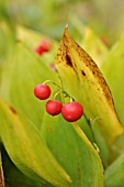 CONVALLARIA MAJALIS