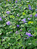 AGERATUM HOUSTONIANUM TETRA BLAUES MEER, FLOSS FLOWER