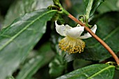 CAMELLIA SINENSIS