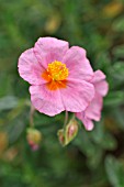 HELIANTHEMUM LAWRENSONSS PINK