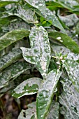 PHLOX, WITH MILDEW