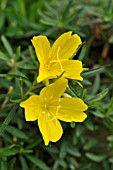 OENOTHERA AFRICAN SUN