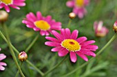 ARGYRANTHEMUM FRUTESCENS BRIGHT KARMINE