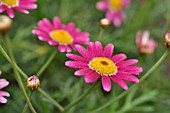 ARGYRANTHEMUM FRUTESCENS BRIGHT KARMINE