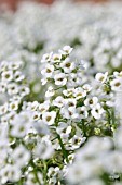 LOBULARIA MARITIMA, SWEET ALYSSUM