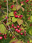 EUONYMUS PLANIPES